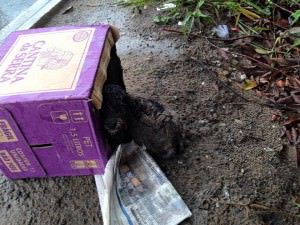 cão atropelado na norte sul