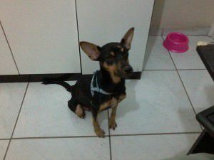 11266245_853701894684896_4342961928087519010_n