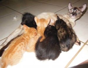 A castração evita ninhadas indesejadas. Foto: Divulgação