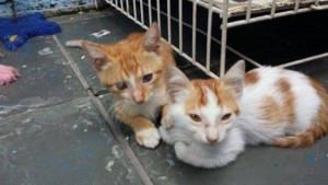 Os gatinhos foram resgatados extremamente debilitados. Foto: Divulgação