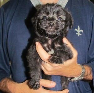 11207320_1603170483292692_7697642231335767158_n