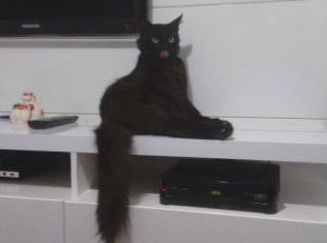 11267925_901306433274212_1927960847655738640_n