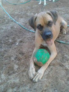 Danthy para adoção