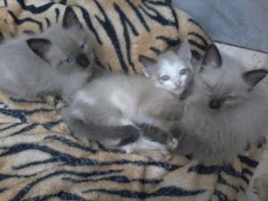 11707530_791867940911850_3192806975712104183_n