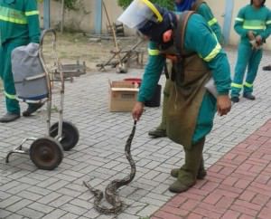 Funcionário que realizava a capina do terreno resgata a cobra maior. Foto: Divulgação 