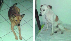 Toda renda arrecadada será revertida para o tratamento de Branquinha e Lobinho. Foto: Divulgação