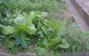 EDP horta comunitária