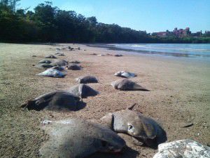 Os animais apareceram mortos na porção norte da praia, próximo à Vale. Foto: Divulgação / Paulo Moreira