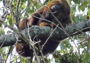 O macaco bugio foi fotografado no último dia 18. Foto: Divulgação leitor/Junior Nass