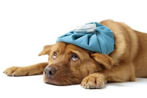 gripe canina