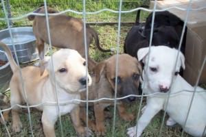 Feira de adoção Vila Velha
