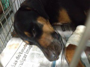 11058257_940928432640043_1510309739896454610_n