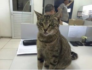 11200760_772417659533841_3706915169684831542_n