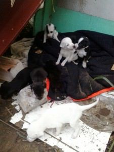 Esta ninhada de onze filhotes, foi abandonada esta semana em Bicanga. Foto: Divulgação leitor
