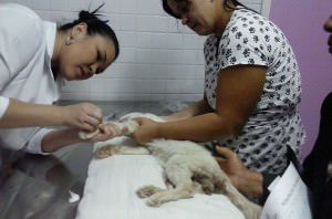 Nino recebendo atendimento veterinário. Foto: Divulgação