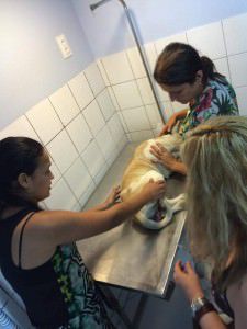 A cadela Hope recebendo atendimento veterinário. Foto: Divulgação