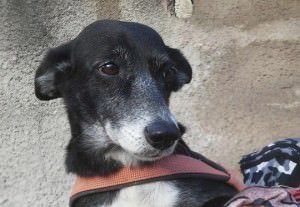 Tininha já foi ao veterinário e precisará antes de retirar o tumor passar por tratamento da doença do carrapato. Foto: Divulgação