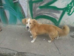 cão abandonado vila velha