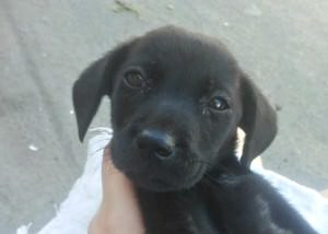 Maya tem uma hérnia e precisará passar por cirurgia. Foto: Divulgação