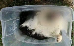 Um dos casos que Janete cobra urgência nas investigações é o da gatinha assassinada a enxadadas na Pedra da Cebola, Vitória. Foto: Divulgação