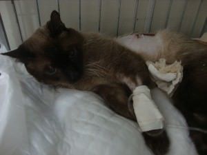 Em caso de descumprimento o estabelecimento poderá ser multado de R$ 2,6 mil a R$ 268,7 mil. Foto: Divulgação