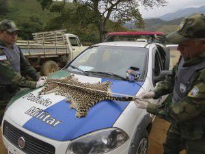 A jaguatirica foi abatida e teve seu couro retirado. Foto: Divulgação Polícia Militar Ambiental