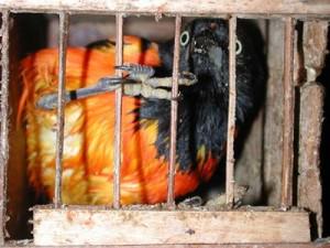 Um dos alvos a serem investigados pela CPI é o tráfico de animais silvestres. Foto: Divulgação