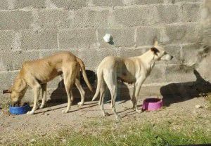 Estima-se que na Serra quase 13 mil cães estão nas ruas. Foto: Divulgação