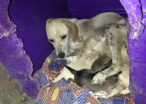 11986945_914988915240692_3075121171211770495_n