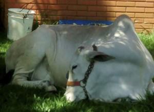 O animal ficou amarrado em frente a reitoria da Ufes. Foto: Divulgação 