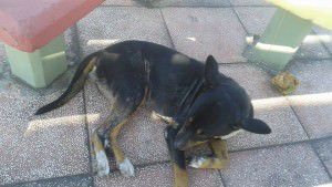 12053288_1617485148513379_518172697_n