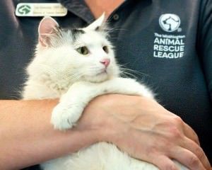 (Foto: Reprodução/Washington Animal Rescue League)