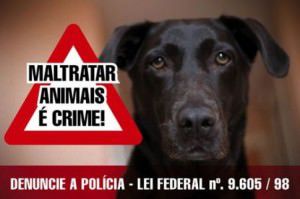 583812-Como-denunciar-maus-tratos-aos-animais-02