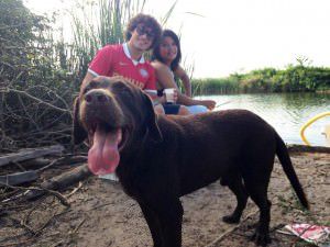 O labrador Marley é marrom e tem olhos na cor mel. Foto: Divulgação leitor