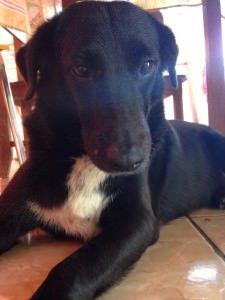 Nina é preta e tem 15 quilos. Foto: divulgação Leitor