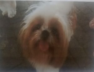 R$ 1 mil para quem encontrar Shih-tzu perdido
