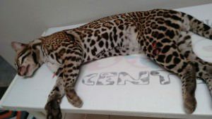 A jaguatirica passa bem. Foto: Divulgação / Jairo Piovesan