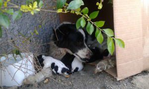 O projeto pretende conceder isenção de taxas para clínicas veterinárias conveniadas com o município para o atendimento a animais de rua abandonados. Foto: Divulgação