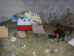 Pretinha e seus filhotes