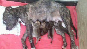 Tigresa e seus sete filhotes precisam de ajuda. Foto: Divulgação