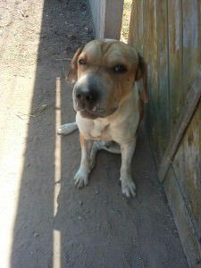 12115721_960388307354451_7749778581811178672_n