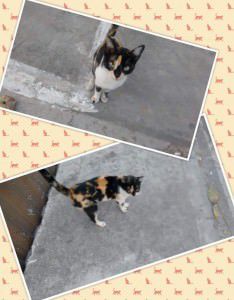 12119001_598990593572352_4040342988959120351_n