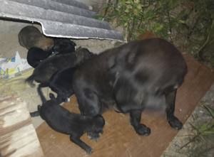 Pretinha e seus filhotes. Foto: Divulgação