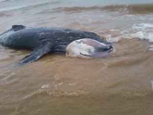 A baleia foi encontrada morta hoje (5) em Manguinhos. Foto: Divulgação leitor