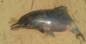 O animal foi encontrado morto na praia de Jacaraípe na manhã desta quinta (15). Foto: Divulgação.