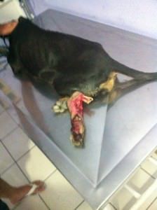 Situação da pata da cadela. Foto: Divulgação