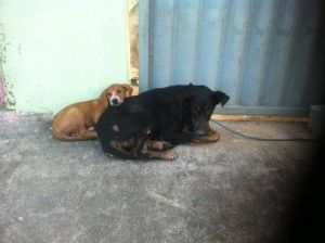 A cadela foi resgatada no bairro Serramar, em Nova Almeida. Foto: Divulgação