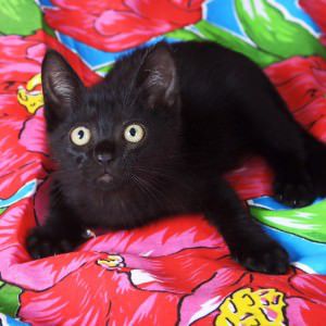 12234979_1134166789928584_6344288969896541909_n