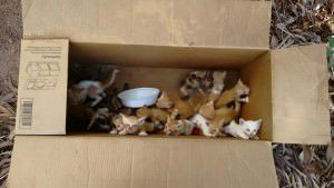 gatinhos abandonados