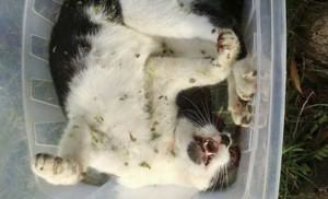 Um dos convidados é o agressor da gata da Pedra da Cebola, que matou o animal a enxadadas há cerca de 4 meses. Foto: Divulgação